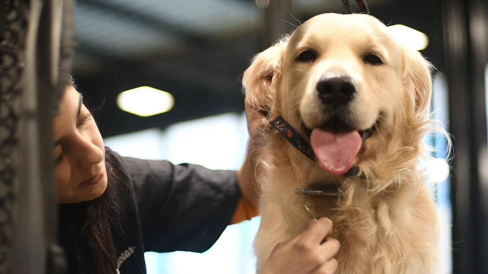 Peluquería canina